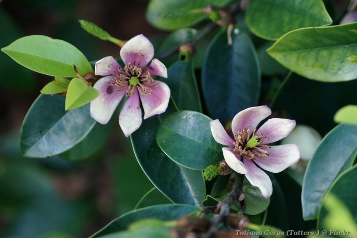 Magnolia figo image