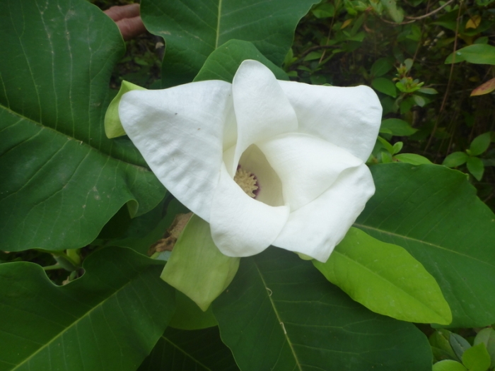 Magnolia fraseri image