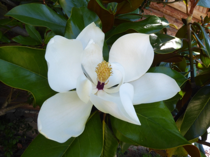 Magnolia grandiflora image