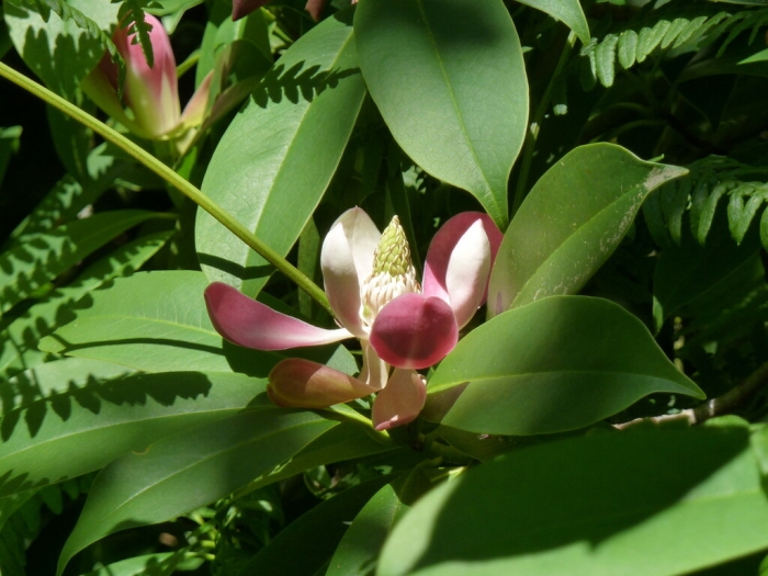 Magnolia insignis image