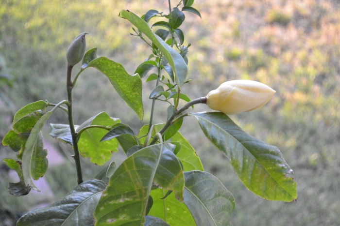 Magnolia liliifera image