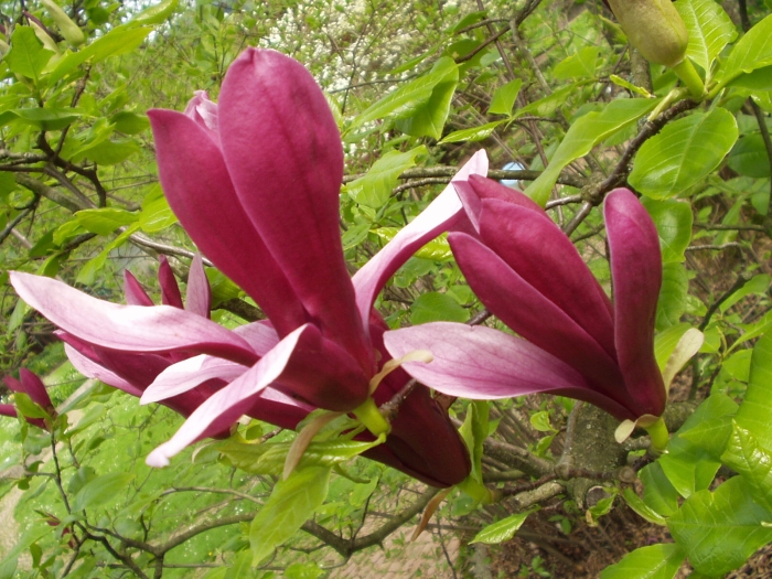 Magnolia liliiflora image
