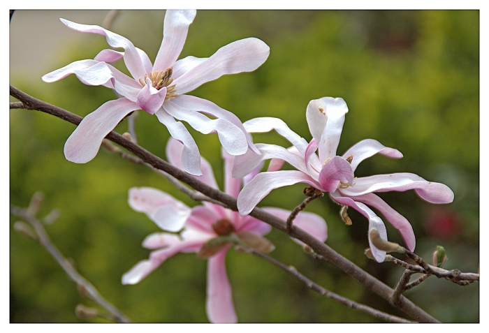 Magnolia loebneri image