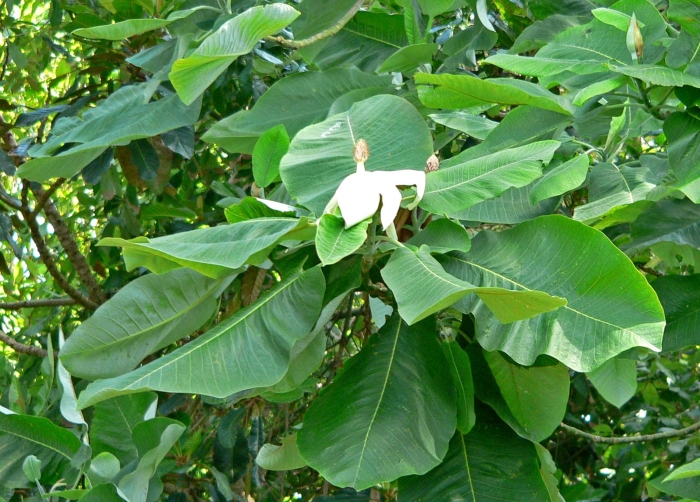 Magnolia dealbata image