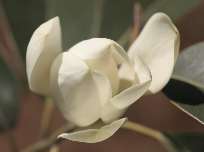 Magnolia maudiae image