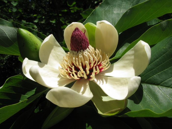 Magnolia obovata image