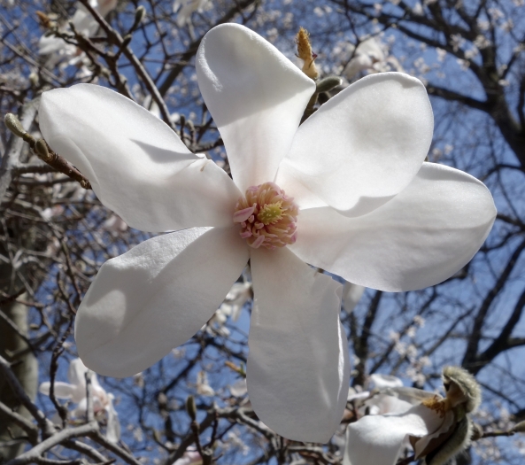 Magnolia salicifolia image