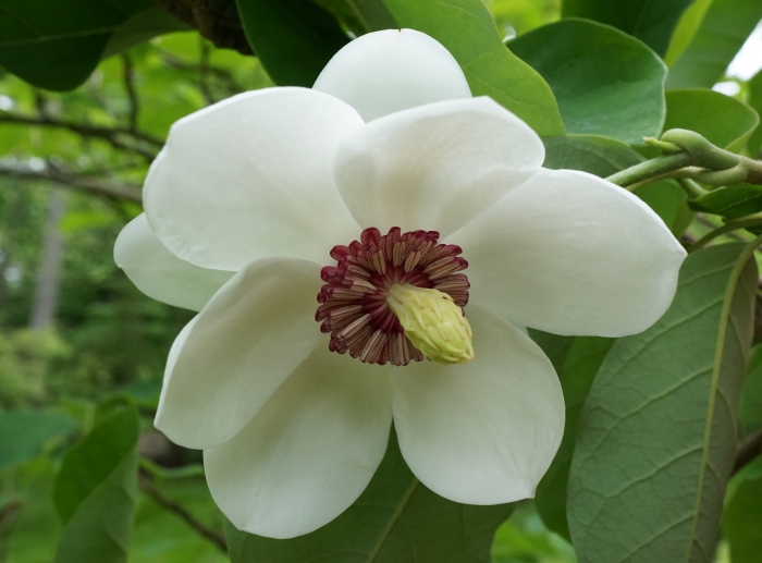 Magnolia sieboldii image