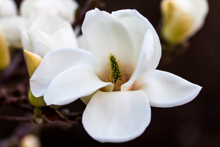 Magnolia soulangeana image