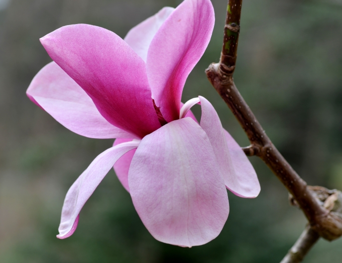Magnolia sprengeri image