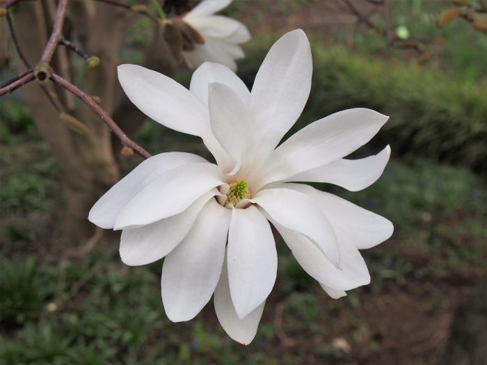 Magnolia stellata image