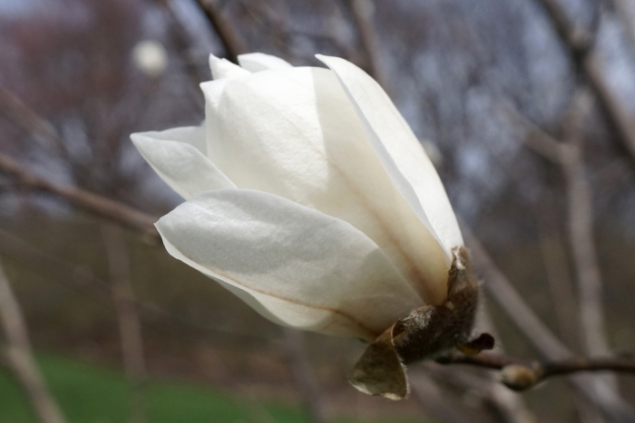 Magnolia zenii image