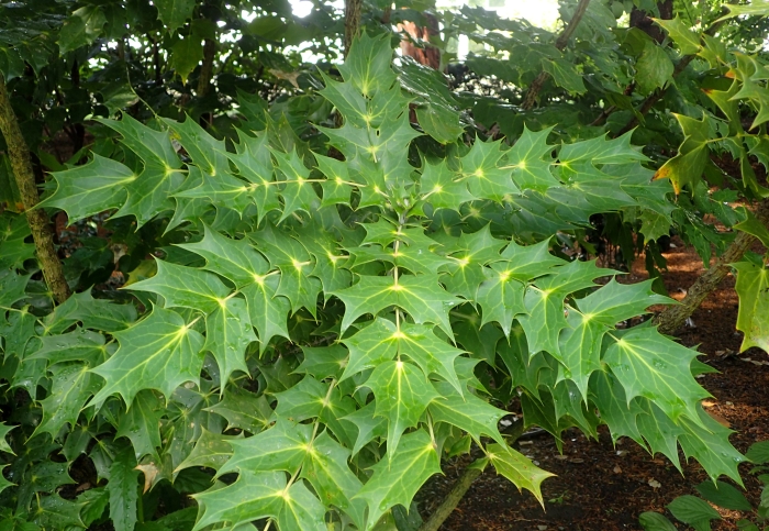 Mahonia bealei image