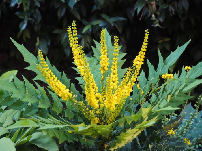 Mahonia japonica image