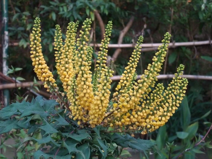 Mahonia oiwakensis image