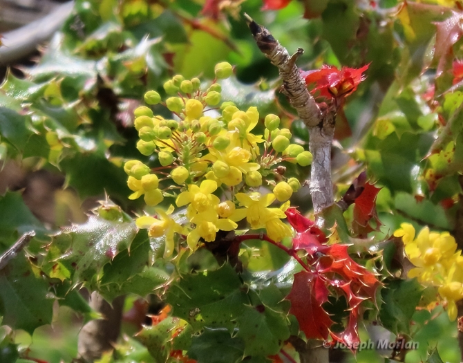 Mahonia pinnata image