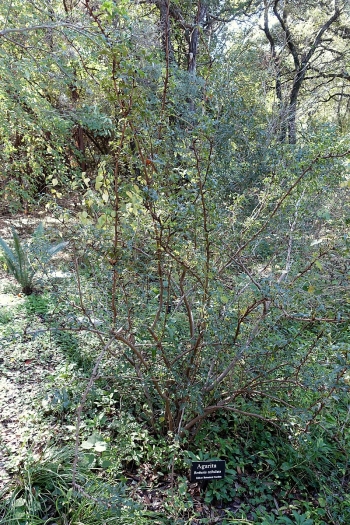 Mahonia trifolia image