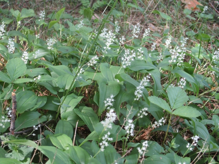 Maianthemum bifolium image