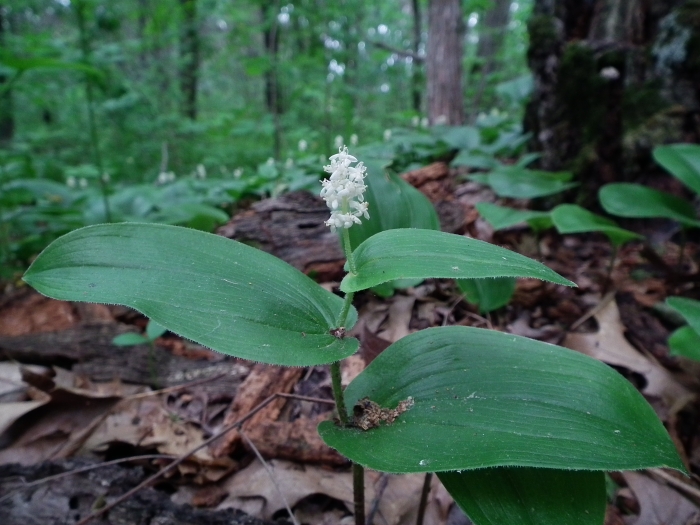 Maianthemum canadense image