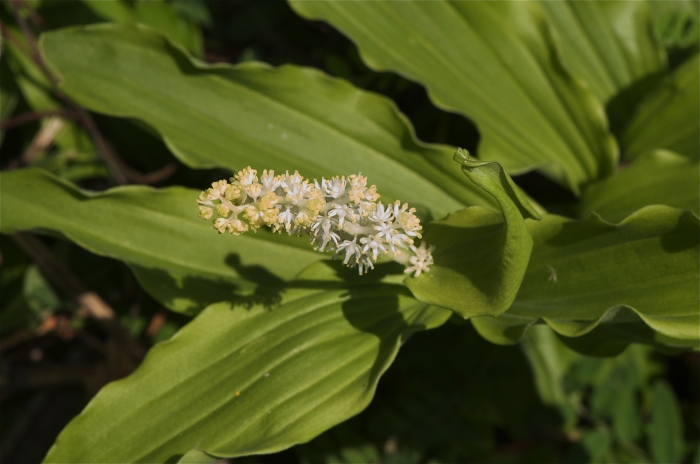 Maianthemum dilatatum image
