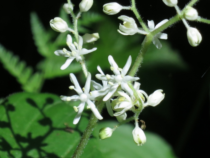 Maianthemum japonicum image