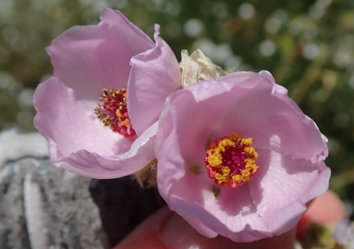 Malacothamnus densiflorus image