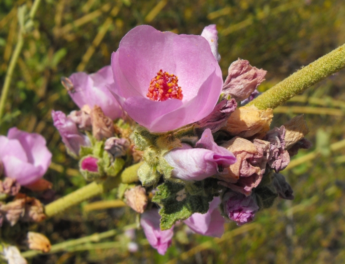 Malacothamnus fasciculatus image