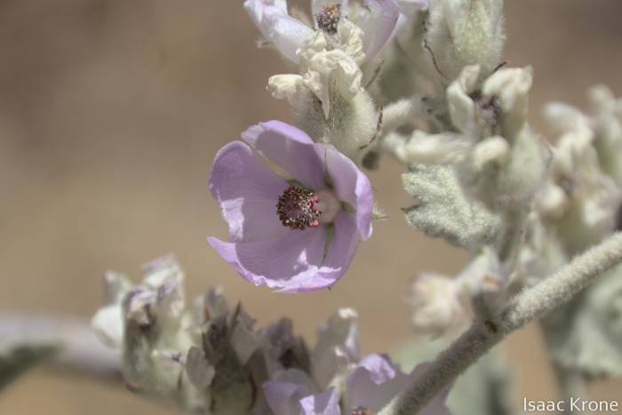 Malacothamnus fremontii image