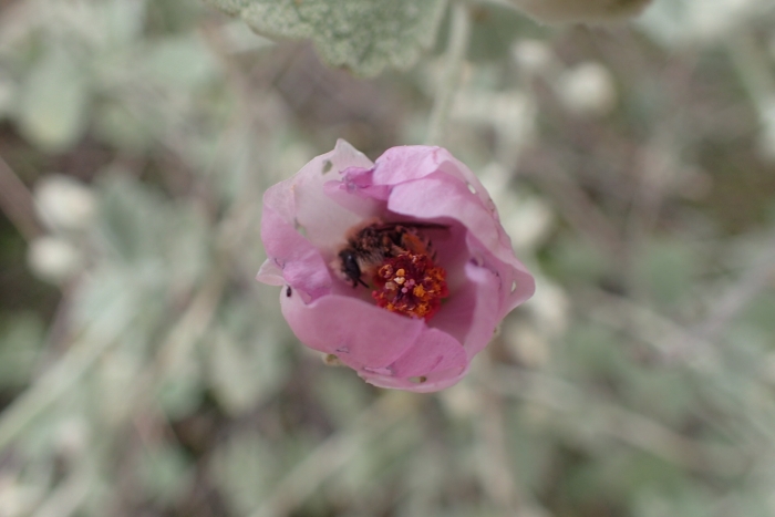 Malacothamnus jonesii image