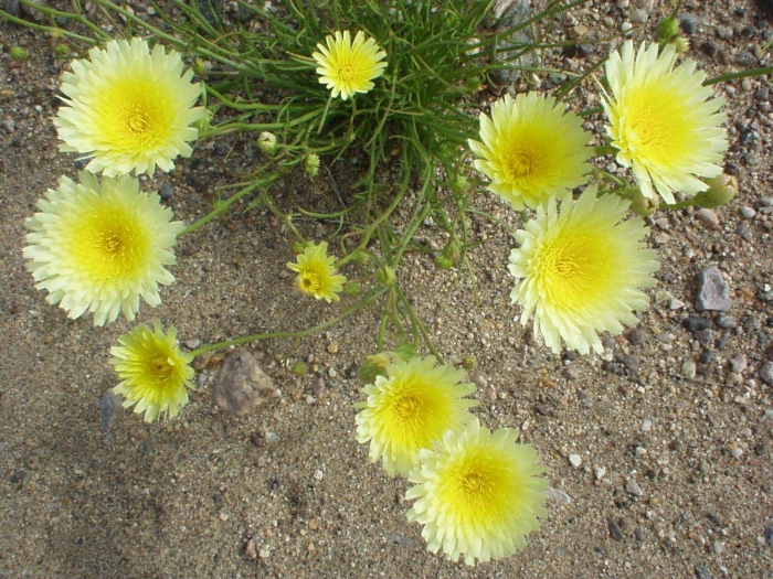 Malacothrix glabrata image