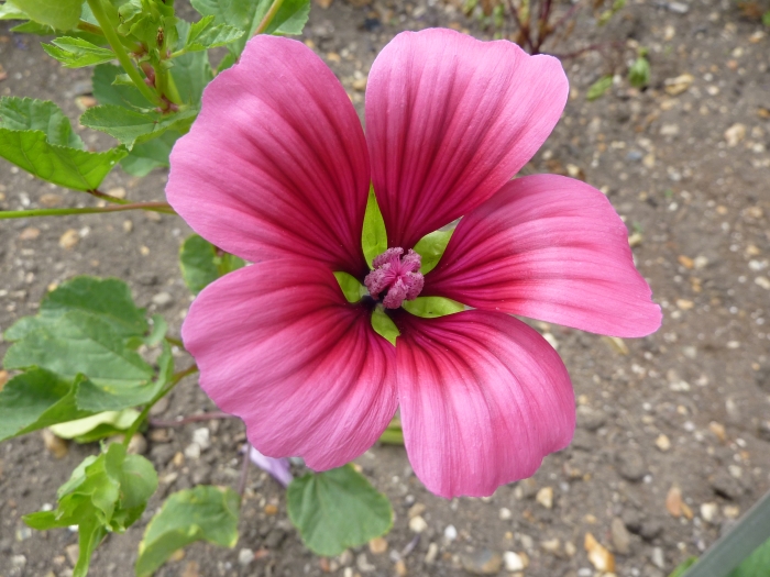 Malope trifida image