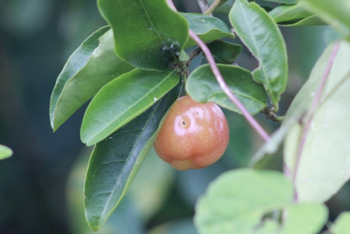Malpighia emarginata image