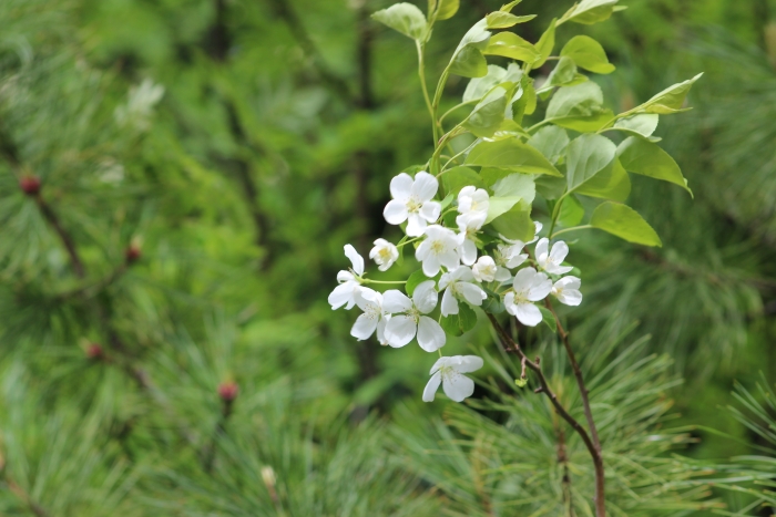 Malus baccata image