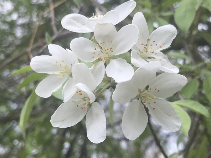 Malus coronaria image