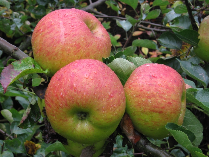 Malus domestica image