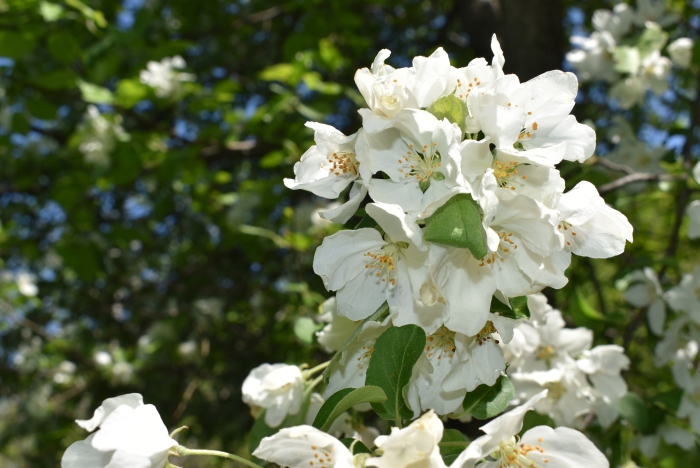 Malus mandshurica image