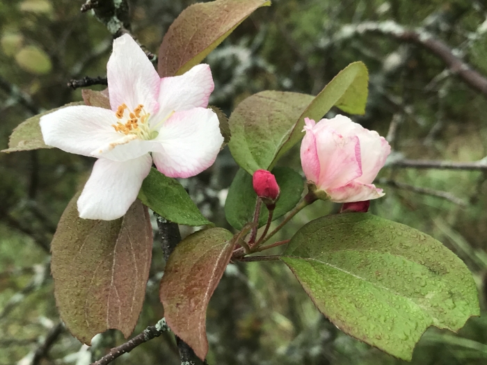 Malus prunifolia image