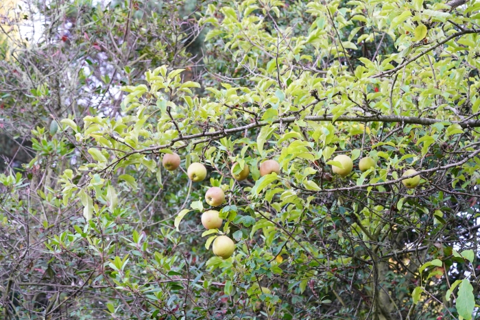 Malus sylvestris image
