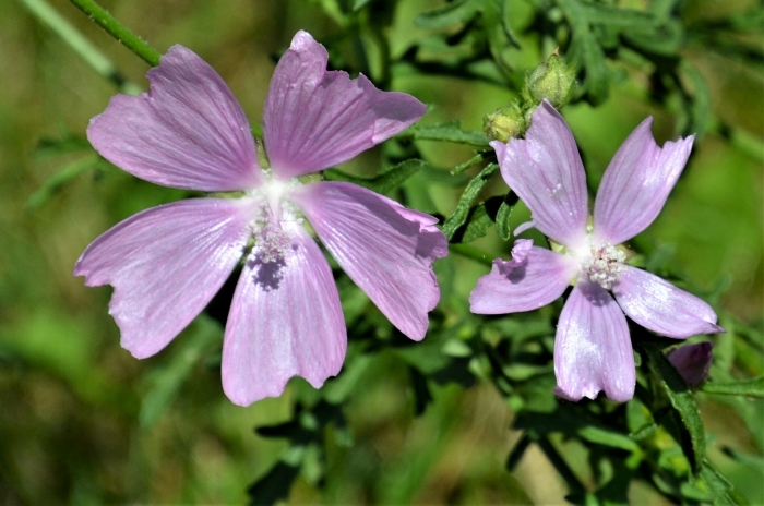 Malva alcea image