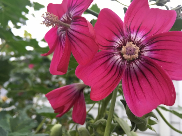 Malva assurgentiflora image