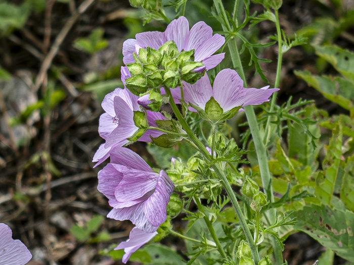 Malva moschata image