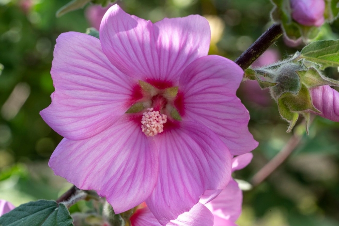 Malva olbia image