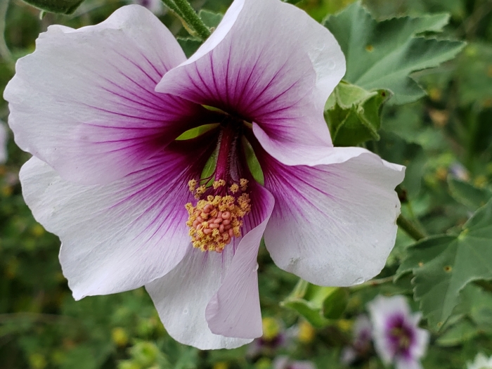 Malva subovata image