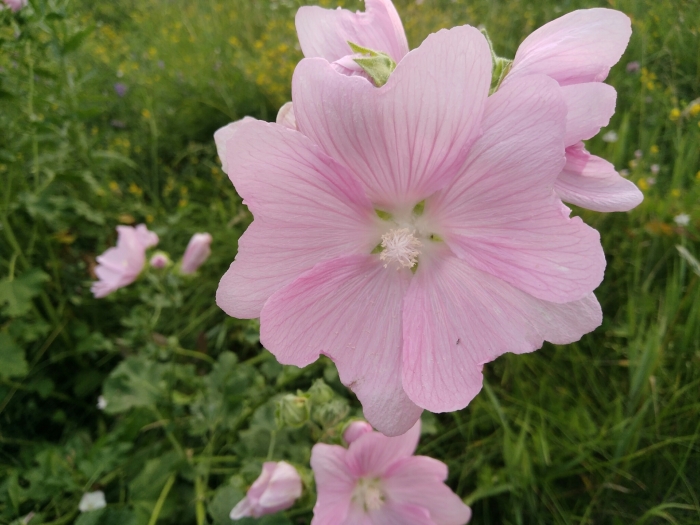 Malva thuringiaca image