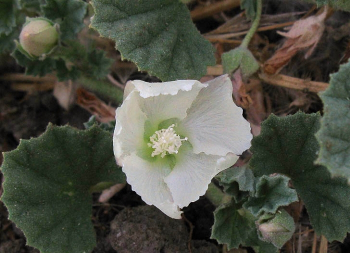 Malvella leprosa image