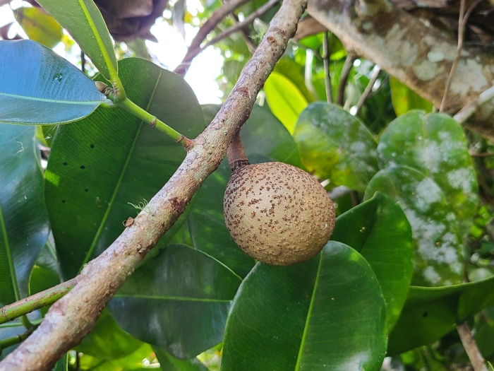 Mammea americana image