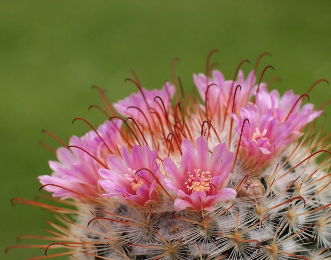 Mammillaria bombycina image