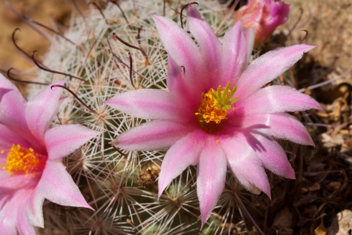 Mammillaria grahamii image
