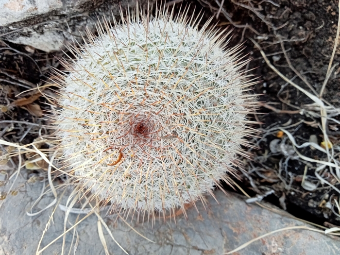 Mammillaria haageana image