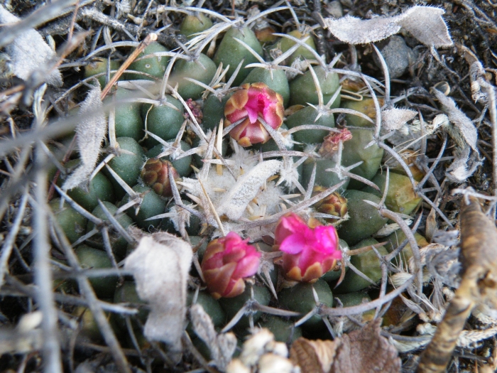 Mammillaria magnimamma image